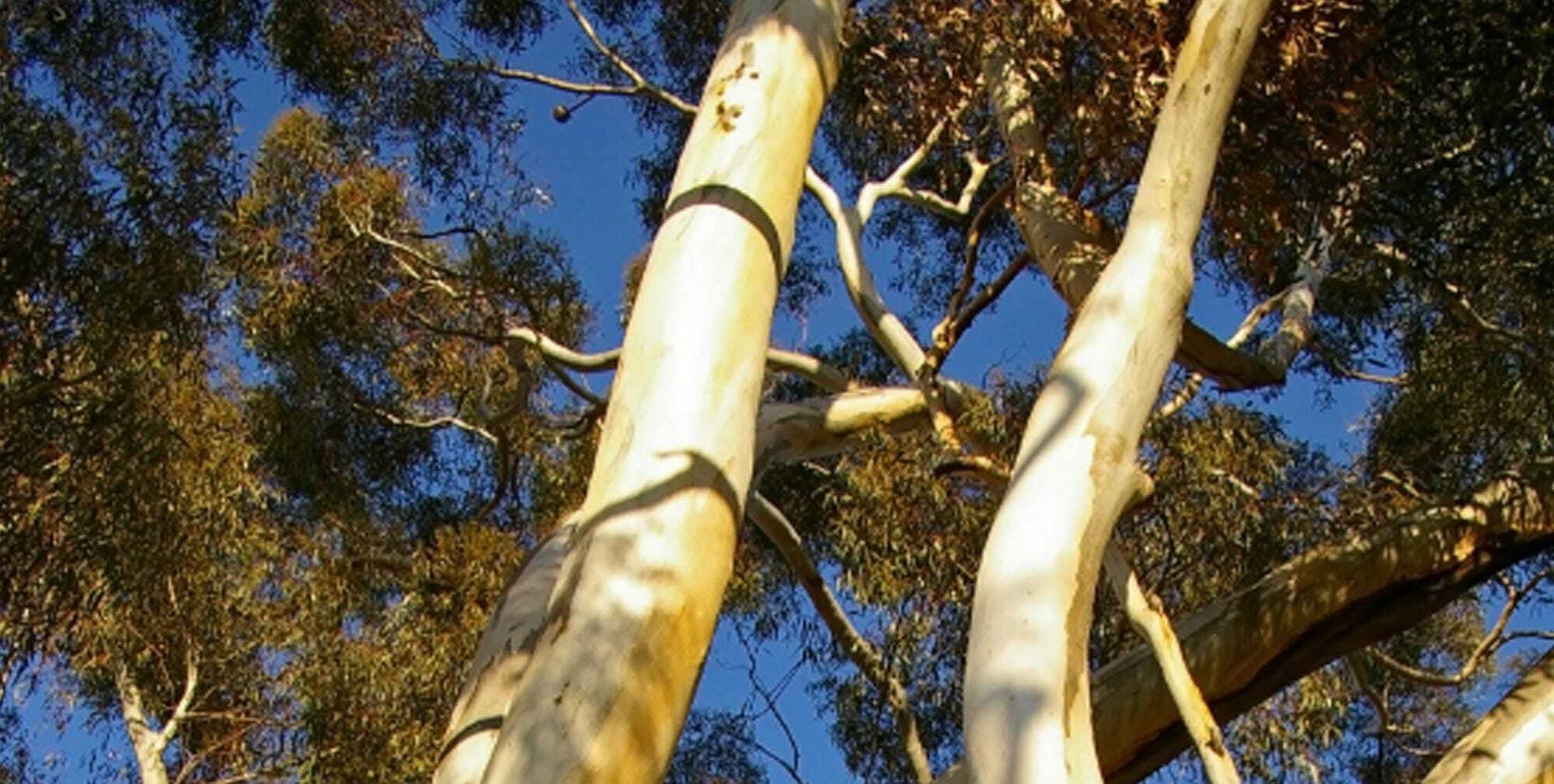 New laws make clearing trees around your granny flat much easier